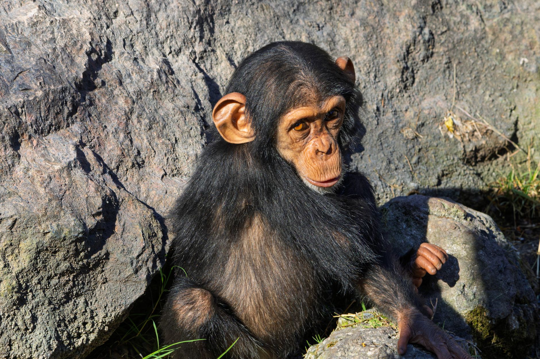Nyungwe vs Kibale Chimpanzee Trekking: Which Wins? -- Photo by Guerrero De la Luz on Pexels