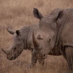 Rhino Conservation Volunteering: Kenya Options Explained -- Photo by Twilight Kenya on Pexels