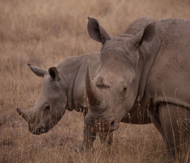 Rhino Conservation Volunteering: Kenya Options Explained -- Photo by Twilight Kenya on Pexels