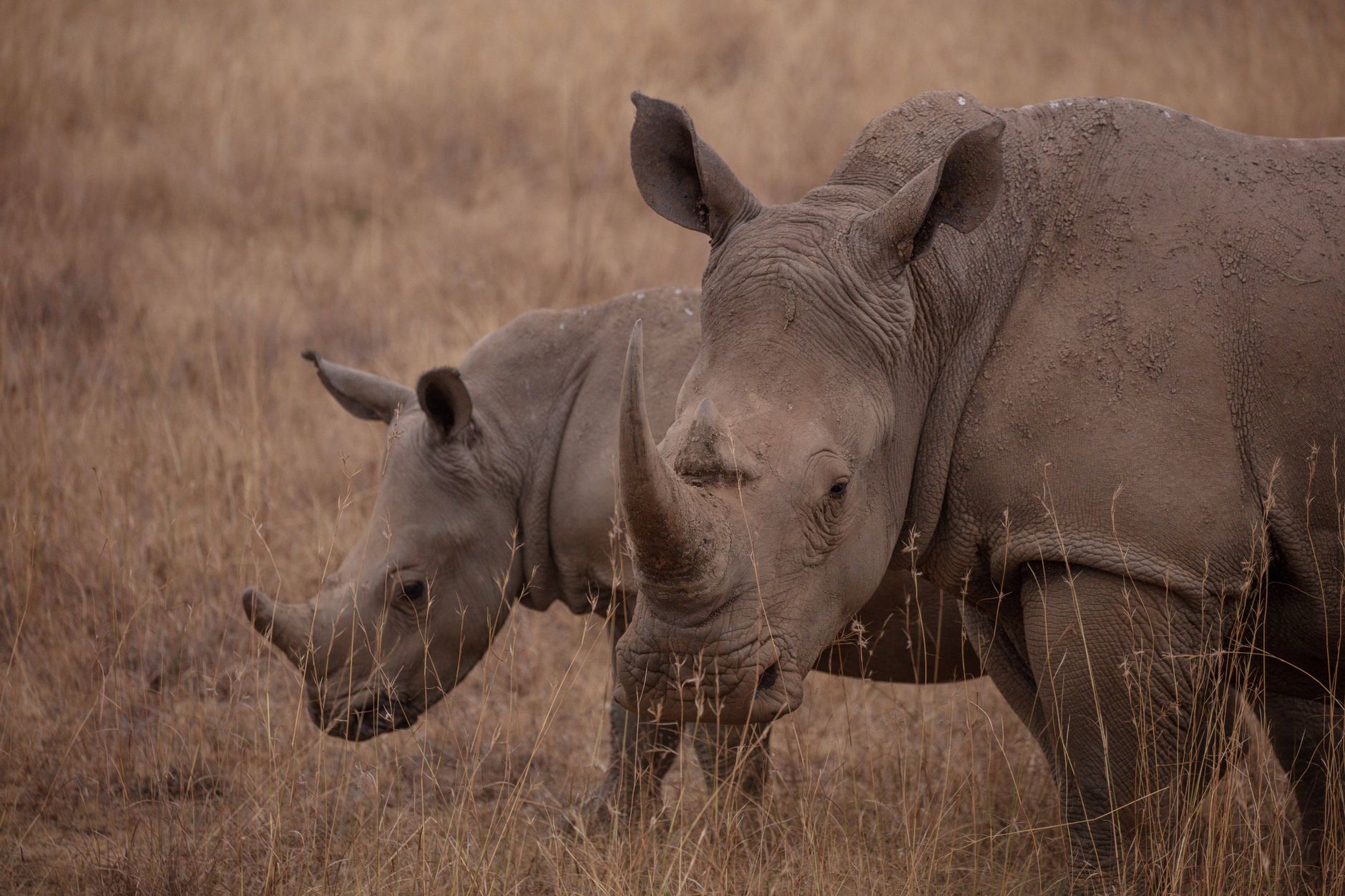 Rhino Conservation Volunteering: Kenya Options Explained -- Photo by Twilight Kenya on Pexels