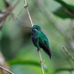 Ngorongoro Crater Altitude Sickness: What to Know -- Photo by Veronika Andrews on Pexels
