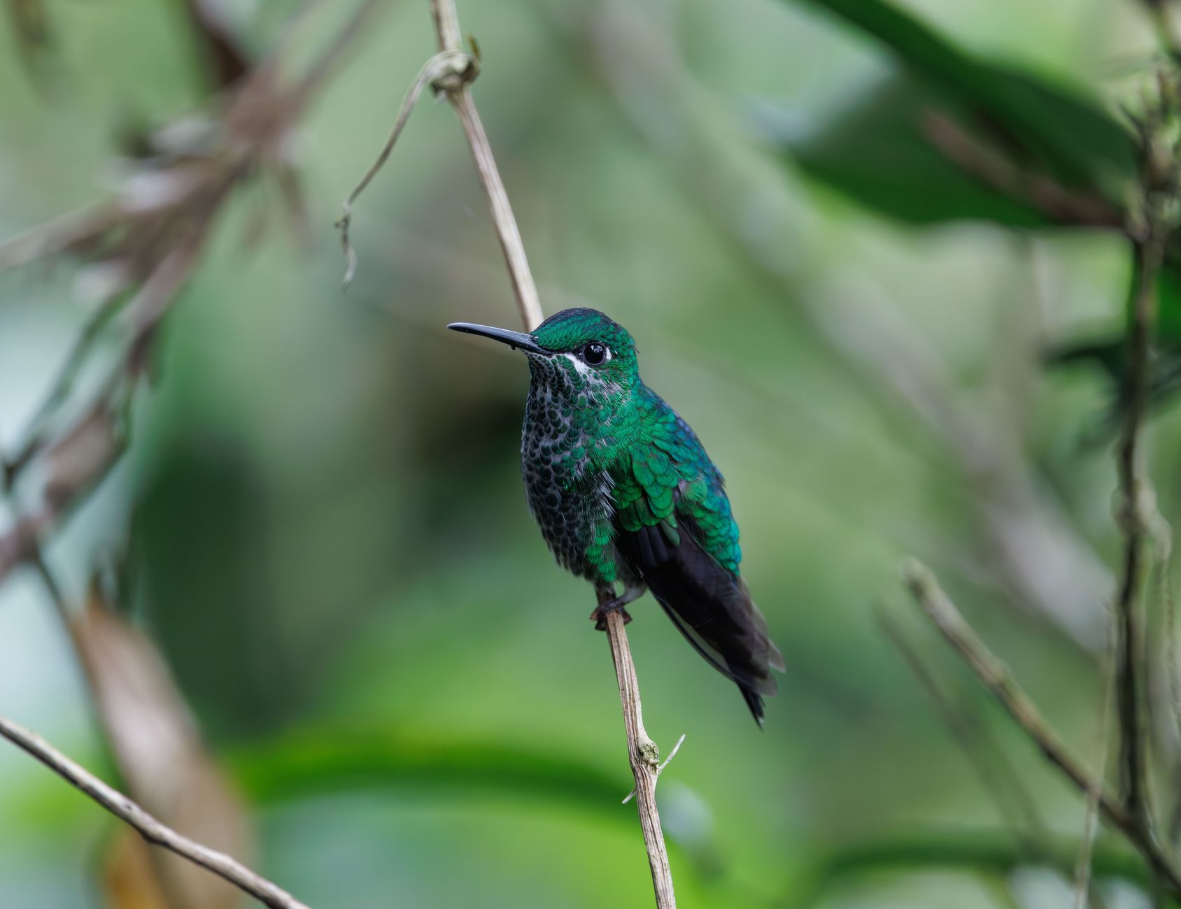 Ngorongoro Crater Altitude Sickness: What to Know -- Photo by Veronika Andrews on Pexels