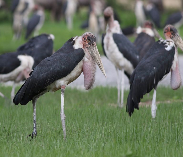 Tarangire Safari Best Month for Birding: November vs March -- Photo by Derek Keats on Pexels
