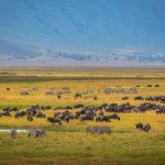 Ngorongoro Crater vs Serengeti: Which Is Better? -- Photo by Sergey Guk on Pexels