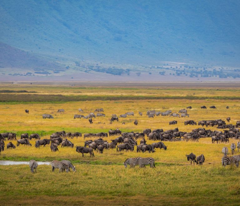 Ngorongoro Crater vs Serengeti: Which Is Better? -- Photo by Sergey Guk on Pexels