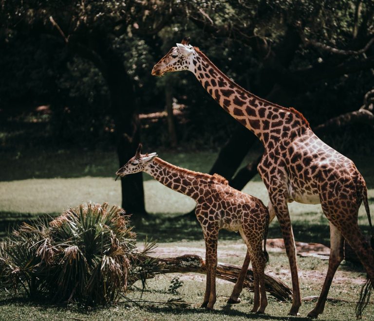 Zanzibar Safari Honeymoon Split Itinerary: 4 Nights vs 7 -- Photo by Kyle Miller on Pexels