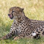 Ol Pejeta Safari Conservation Levy Explained: 2026 Costs -- Photo by Mr Sketch on Pexels