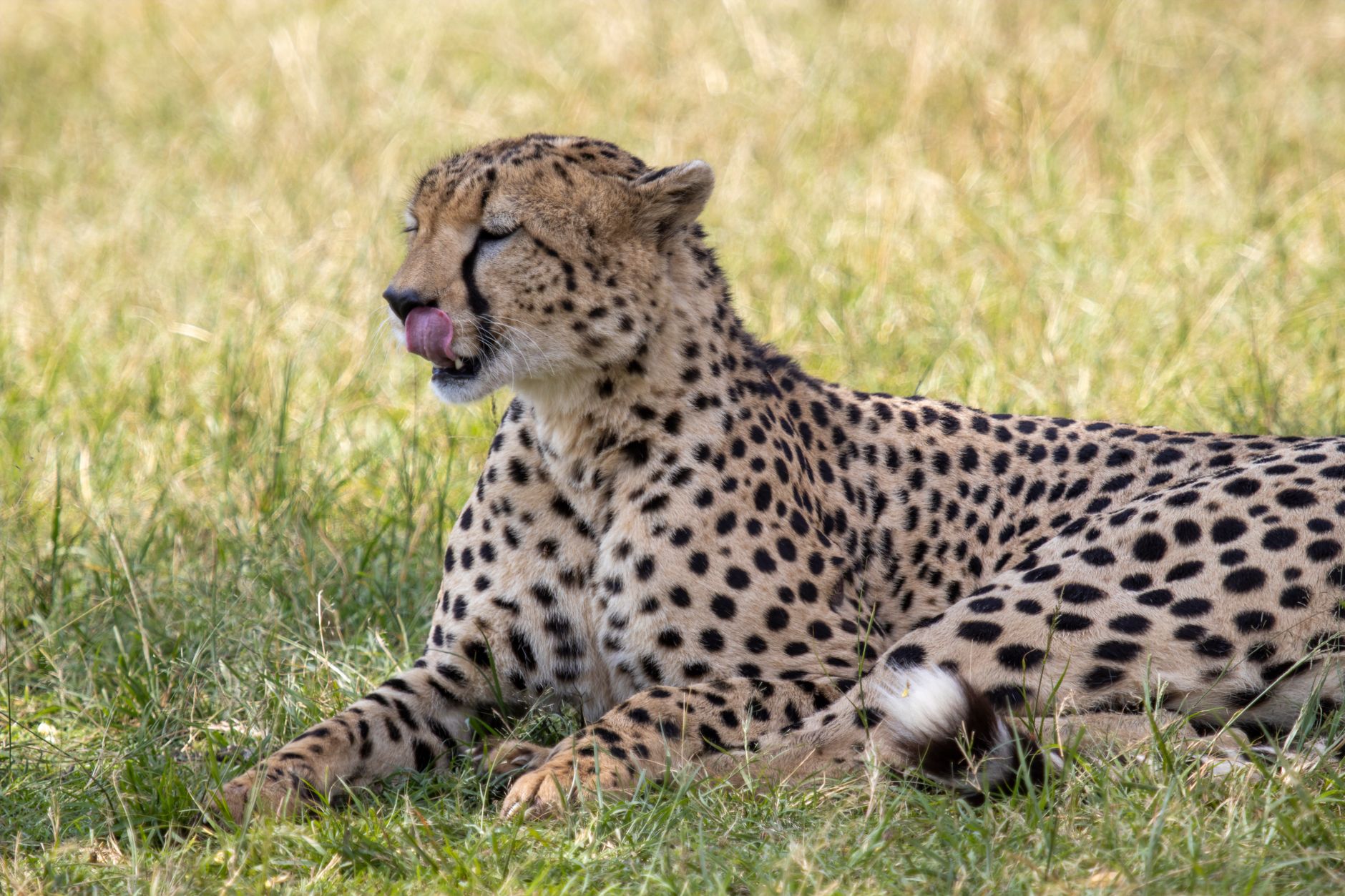 Ol Pejeta Safari Conservation Levy Explained: 2026 Costs -- Photo by Mr Sketch on Pexels