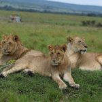 Can Safari Guests Request a Different Guide? 5 Steps -- Photo by John Mburu on Pexels
