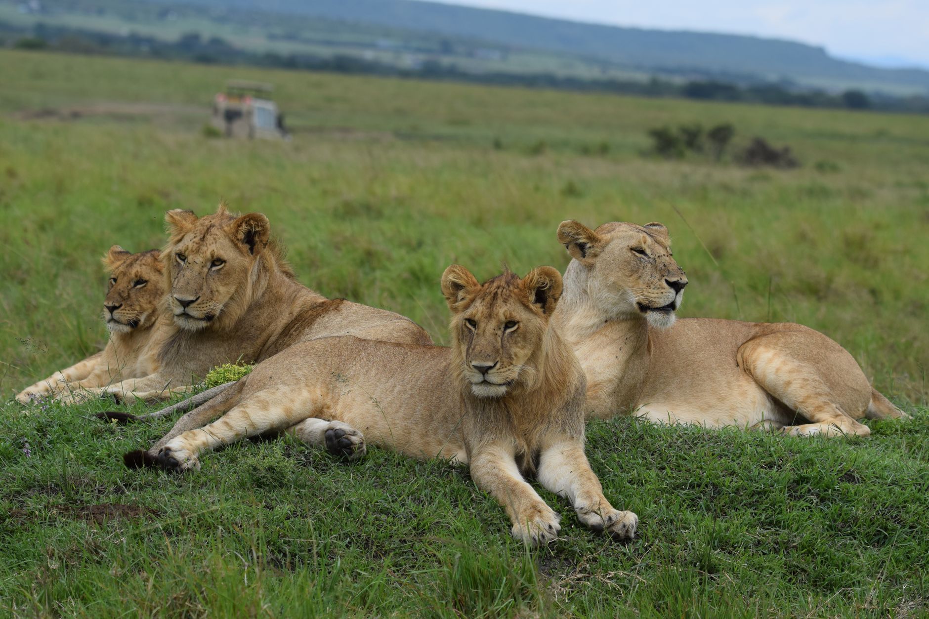 Can Safari Guests Request a Different Guide? 5 Steps -- Photo by John Mburu on Pexels