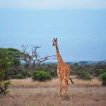 East Africa Safari Budget Breakdown: 2026 Costs -- Photo by PALLAB HALDER on Pexels