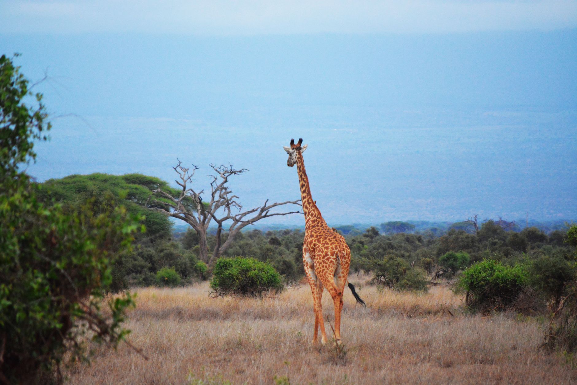 East Africa Safari Budget Breakdown: 2026 Costs -- Photo by PALLAB HALDER on Pexels