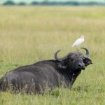 Masai Mara vs Mara Triangle: Choose Your Best Safari -- Photo by Hugo Sykes on Pexels