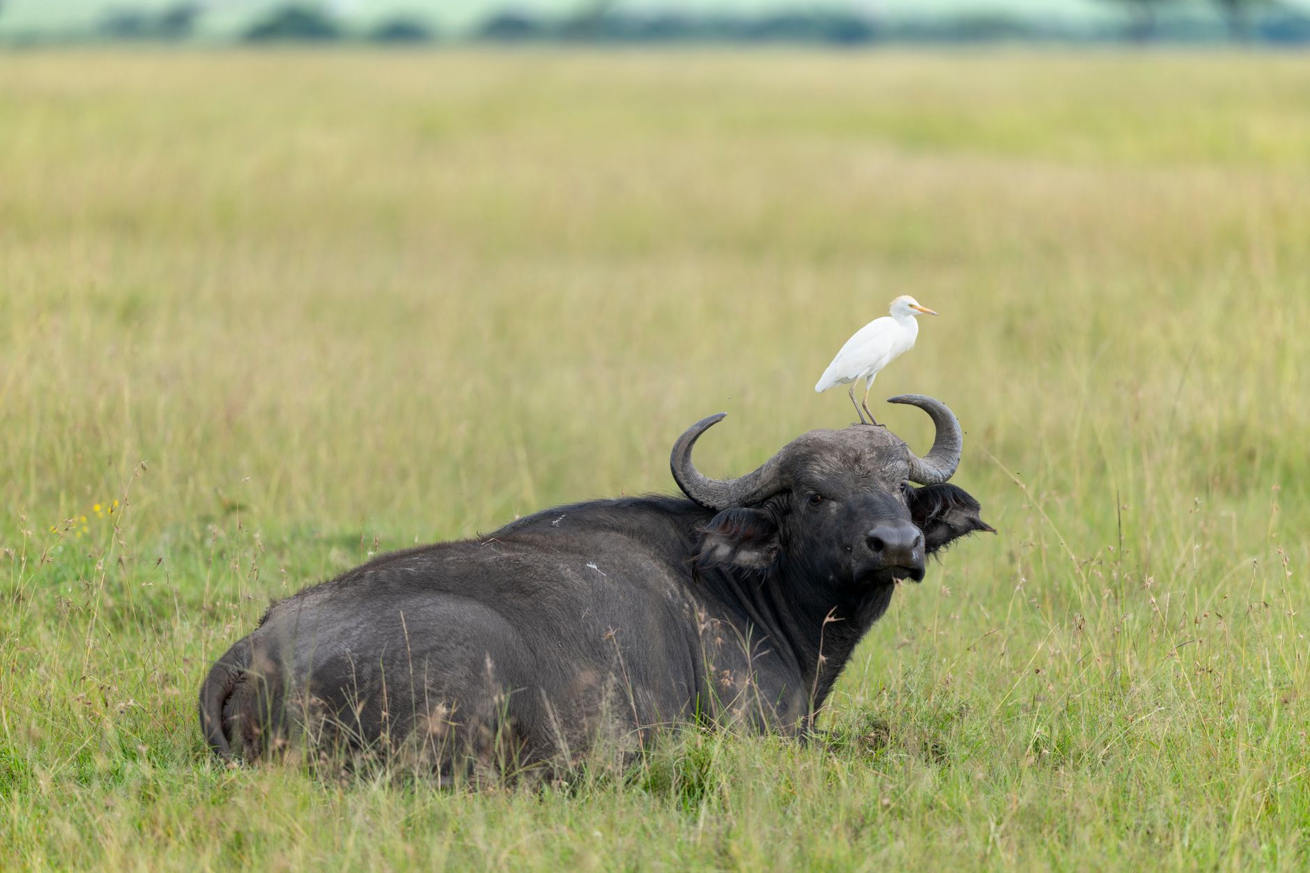 Masai Mara vs Mara Triangle: Choose Your Best Safari -- Photo by Hugo Sykes on Pexels