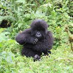 Bwindi Gorilla Trek Difficulty: Sector-by-Sector Facts -- Photo by Ana Kenk on Pexels