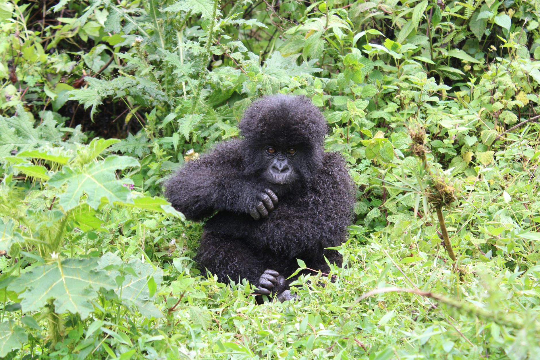 Bwindi Gorilla Trek Difficulty: Sector-by-Sector Facts -- Photo by Ana Kenk on Pexels