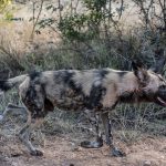Laikipia Safari Wild Dogs: Best Time to See Packs -- Photo by Frans van Heerden on Pexels