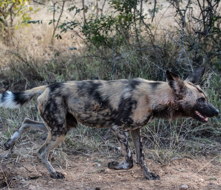 Laikipia Safari Wild Dogs: Best Time to See Packs -- Photo by Frans van Heerden on Pexels