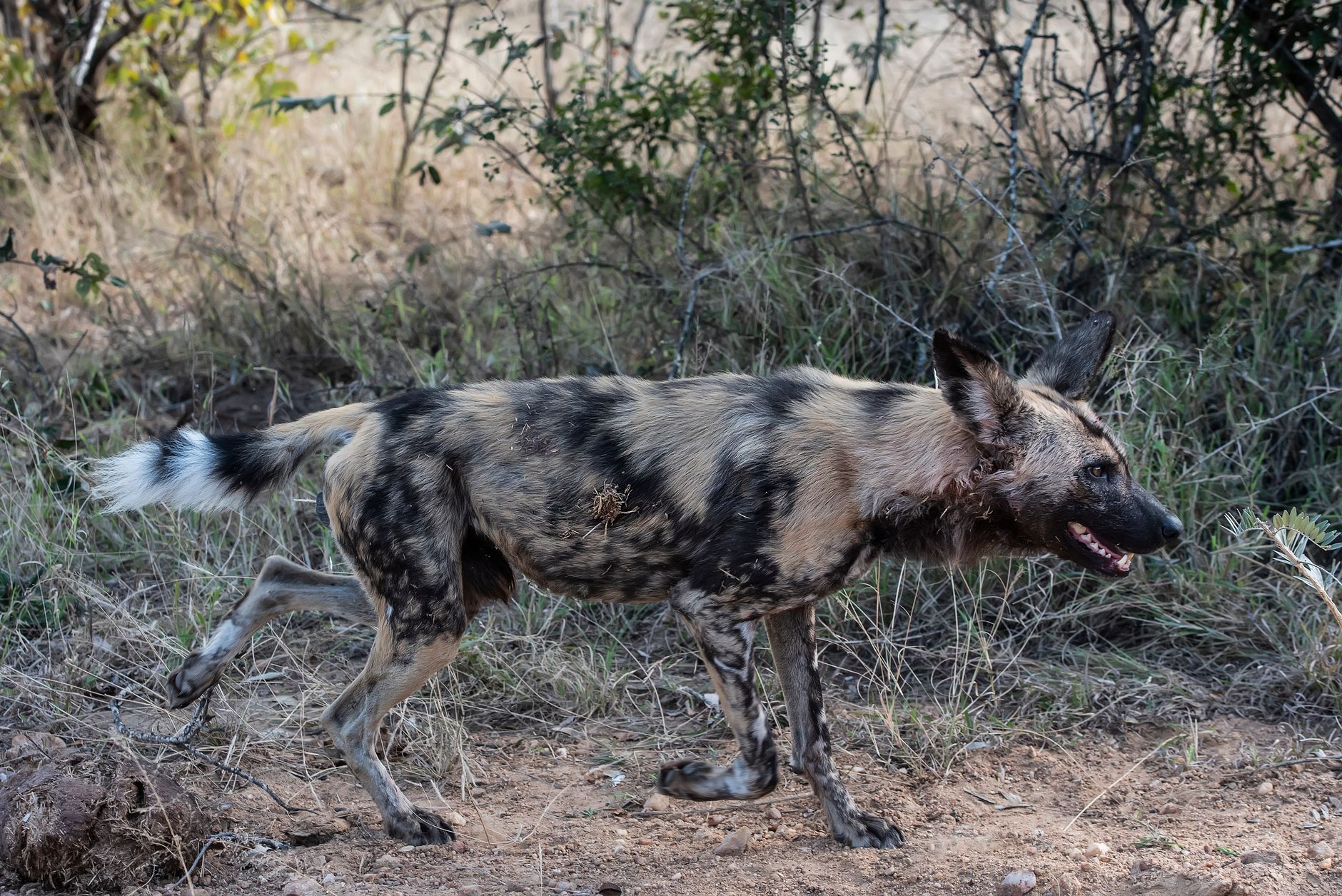 Laikipia Safari Wild Dogs: Best Time to See Packs -- Photo by Frans van Heerden on Pexels