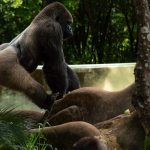 Volcanoes vs Bwindi Gorilla Experience: Which Wins? -- Photo by Jerson Martins on Pexels