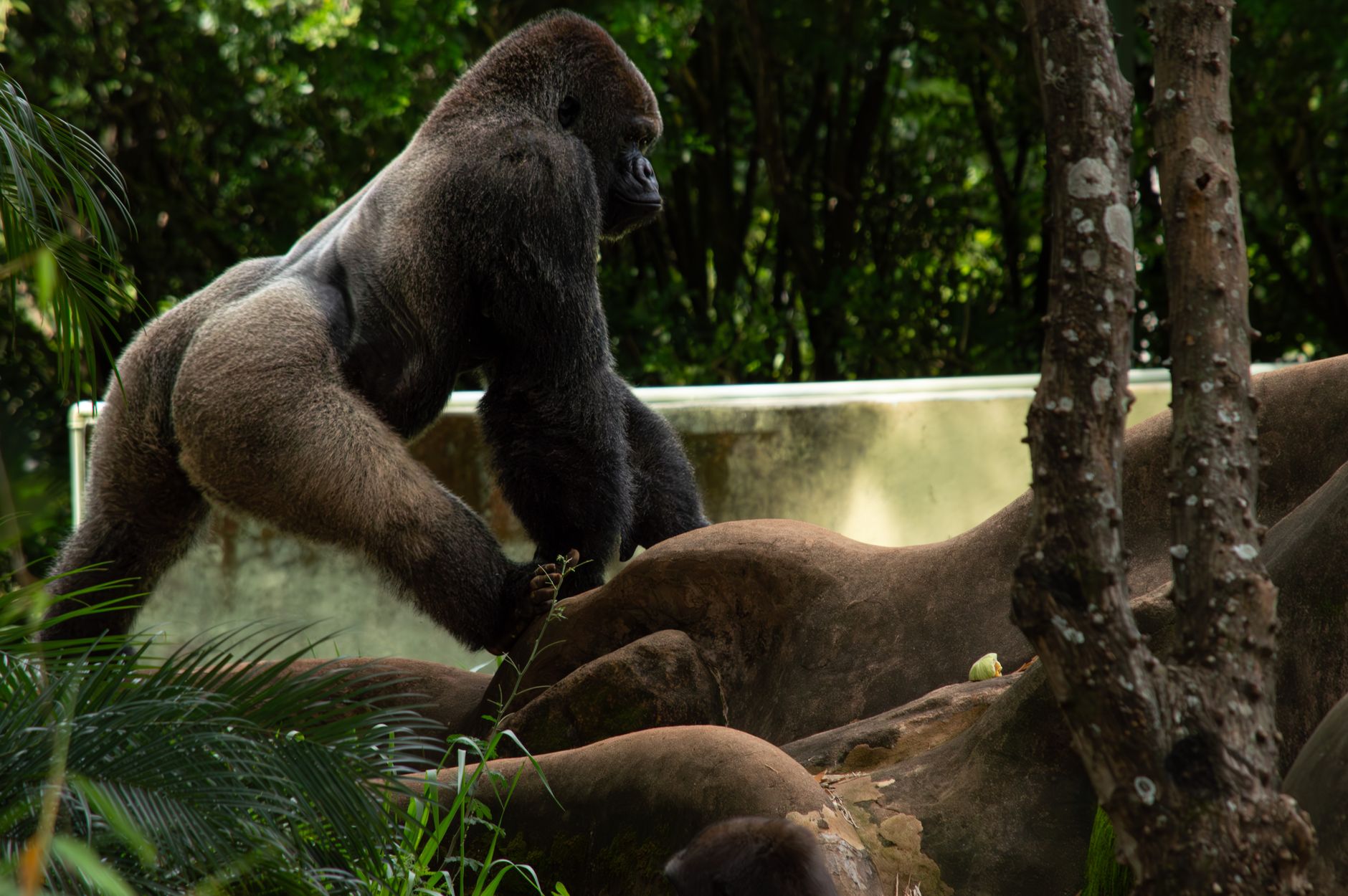 Volcanoes vs Bwindi Gorilla Experience: Which Wins? -- Photo by Jerson Martins on Pexels