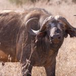 Kenya Safari Vehicle Age Checklist: 12 Safety Checks -- Photo by Josef Spang on Pexels