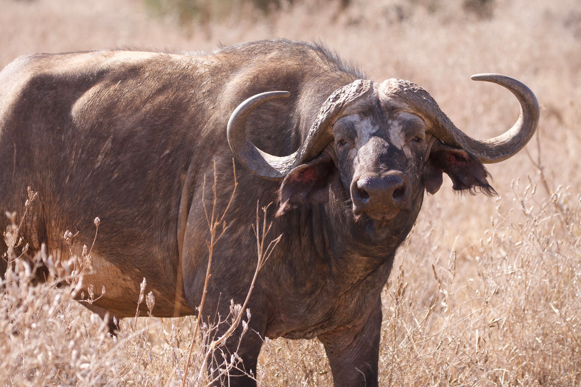 Kenya Safari Vehicle Age Checklist: 12 Safety Checks -- Photo by Josef Spang on Pexels