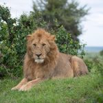 Queen Elizabeth Safari Cost Breakdown: 2026 Prices -- Photo by Marri Shyam on Pexels