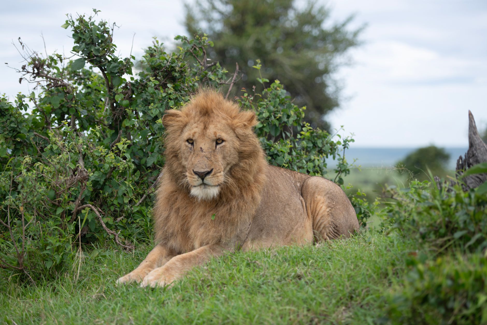 Queen Elizabeth Safari Cost Breakdown: 2026 Prices -- Photo by Marri Shyam on Pexels