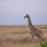 Masai Mara vs Serengeti Cost: 2026 Safari Prices -- Photo by Twilight Kenya on Pexels