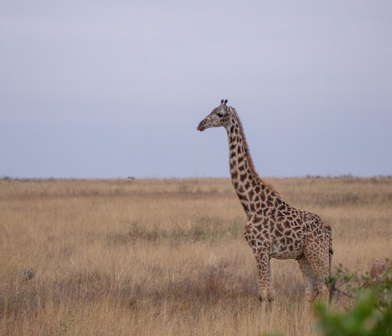 Masai Mara vs Serengeti Cost: 2026 Safari Prices -- Photo by Twilight Kenya on Pexels
