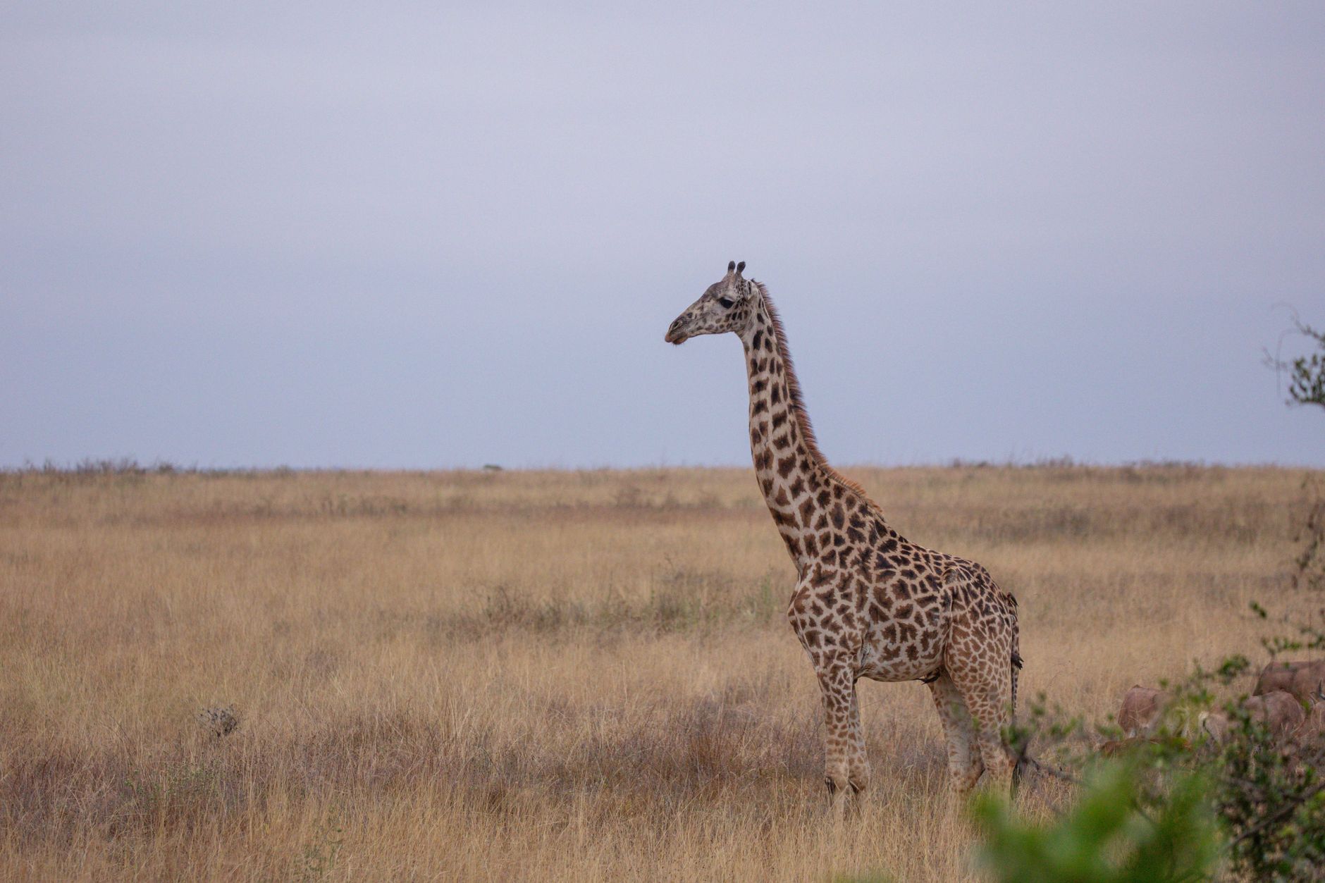 Masai Mara vs Serengeti Cost: 2026 Safari Prices -- Photo by Twilight Kenya on Pexels