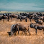 Serengeti Balloon Safari Cost: 2026 Price Breakdown -- Photo by Alex Levis on Pexels