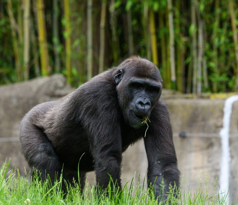 Can Children Join Gorilla Trekking: Age and Safety Rules -- Photo by Jay Brand on Pexels