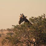 Serengeti Safari Tipping Etiquette: $10-25 Daily Rates -- Photo by Мурад Агаев on Pexels