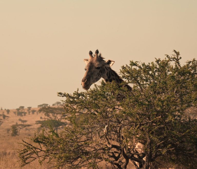 Serengeti Safari Tipping Etiquette: $10-25 Daily Rates -- Photo by Мурад Агаев on Pexels