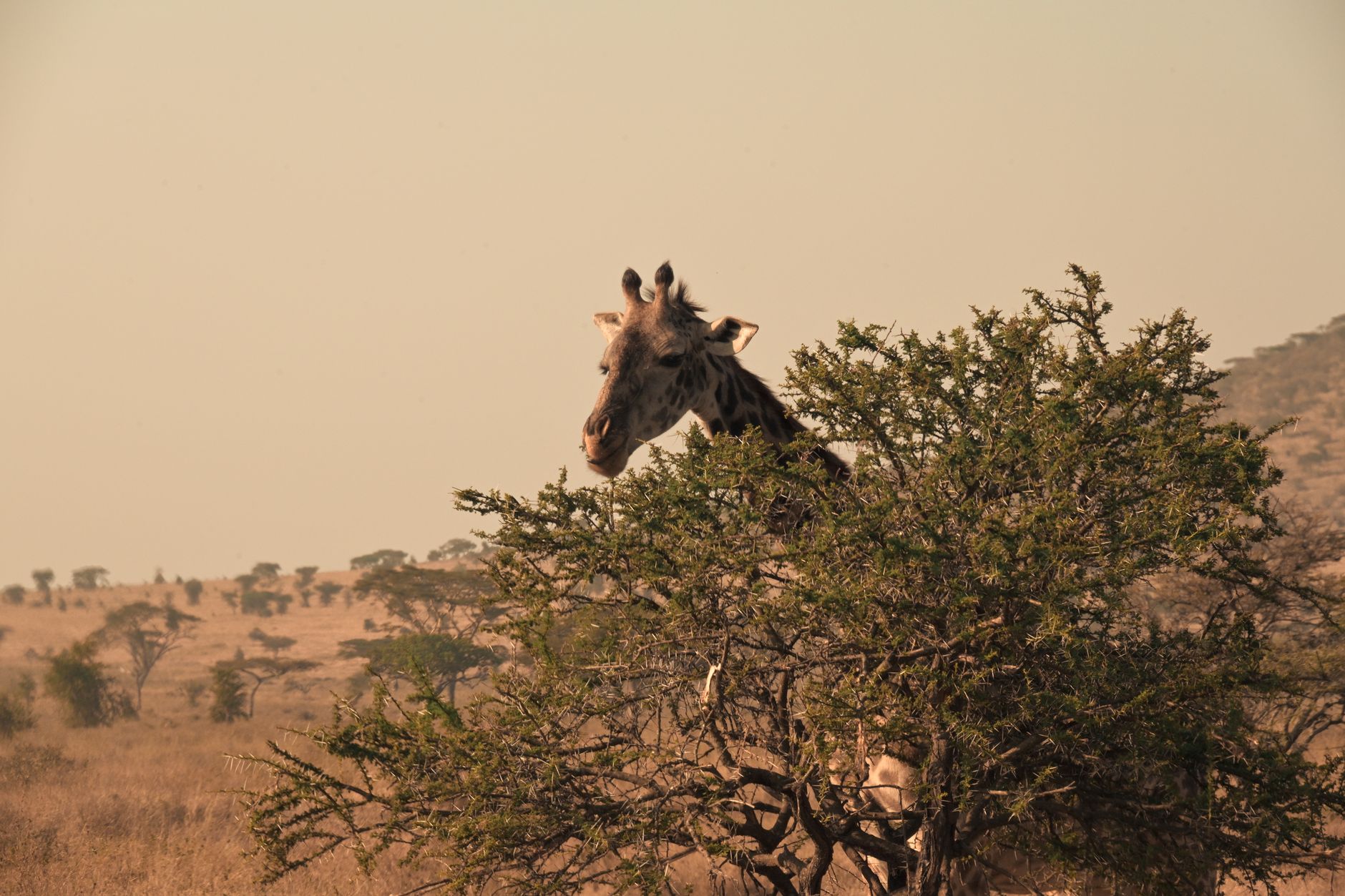 Serengeti Safari Tipping Etiquette: $10-25 Daily Rates -- Photo by Мурад Агаев on Pexels