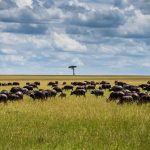 Masai Mara vs Amboseli for Families Guide -- Photo by Lloyd Alozie on Pexels