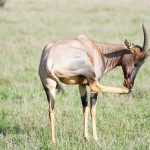 Ngorongoro Crater Best Time: Month-by-Month Safari -- Photo by Eastland Adventures on Pexels