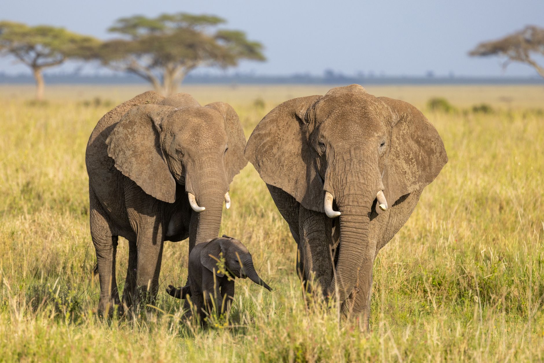 Serengeti Safari Cost Inclusions: 2026 Checklist -- Photo by Balazs Simon on Pexels