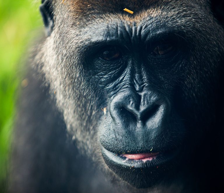 Uganda Rwanda Gorilla Safari Comparison: Cost & Trek -- Photo by Jonathan Cooper on Pexels