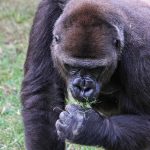 Bwindi Gorilla Trek Knee Problems: Plan With Care -- Photo by Guerrero De la Luz on Pexels