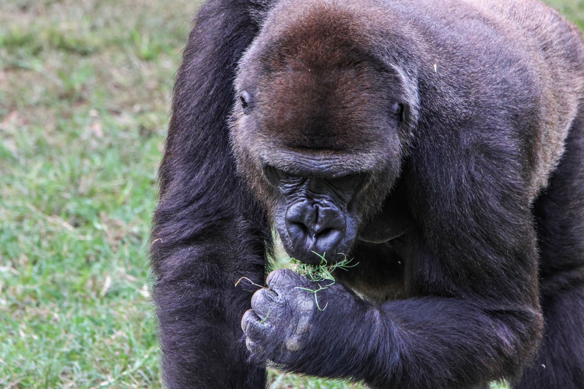 Bwindi Gorilla Trek Knee Problems: Plan With Care -- Photo by Guerrero De la Luz on Pexels