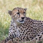 East Africa Safari Private Vehicle Cost: $200-$400/Day -- Photo by Mr Sketch on Pexels