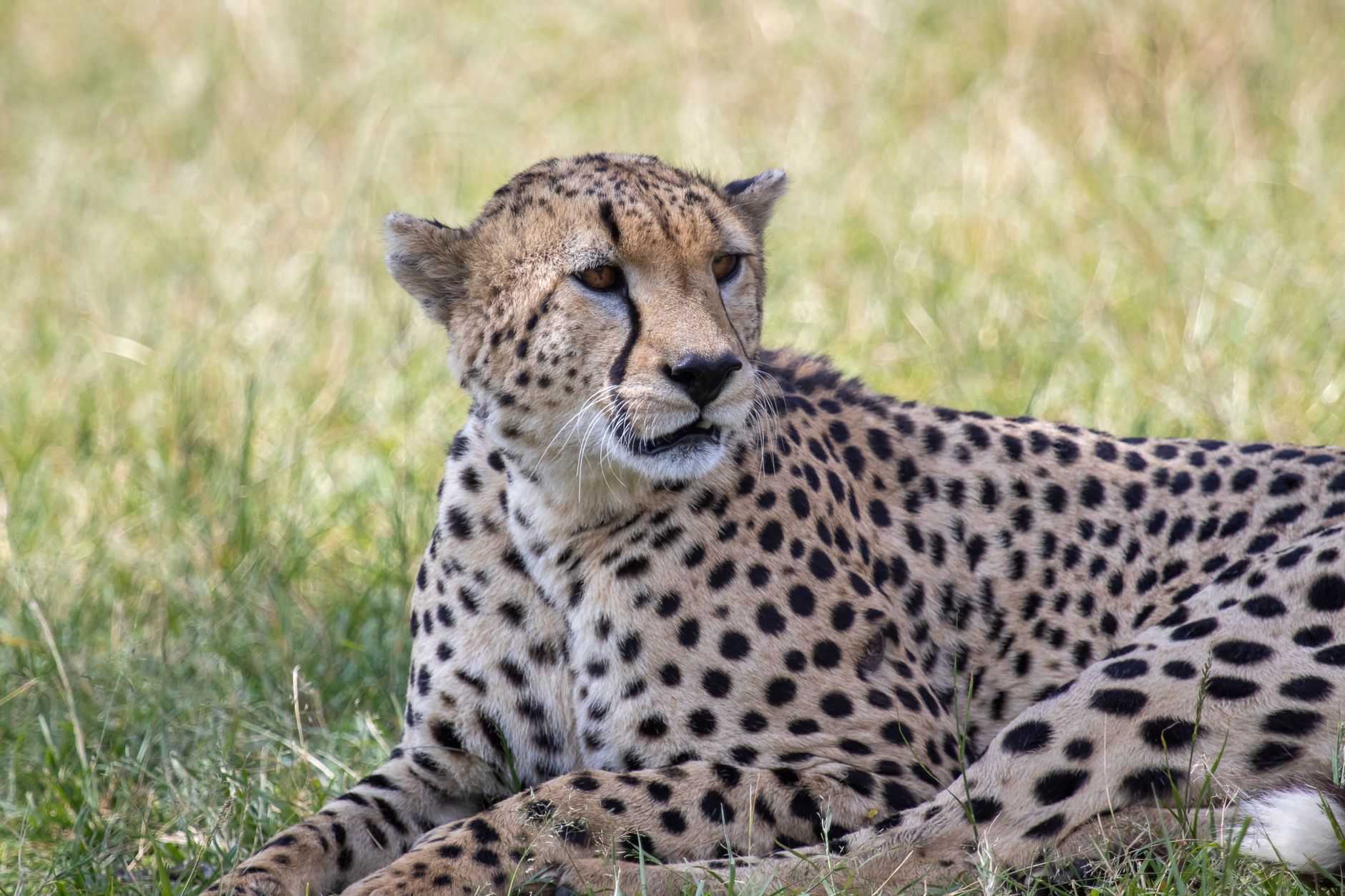 East Africa Safari Private Vehicle Cost: $200-$400/Day -- Photo by Mr Sketch on Pexels