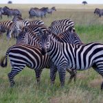 Masai Mara Safari Guide Certification: What to Check -- Photo by Laura Phillips on Pexels