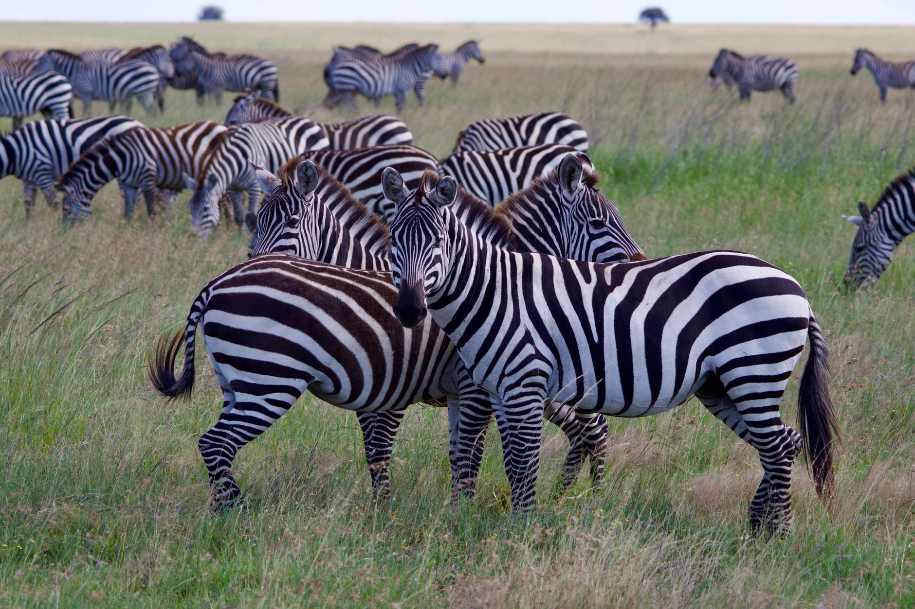 Masai Mara Safari Guide Certification: What to Check -- Photo by Laura Phillips on Pexels