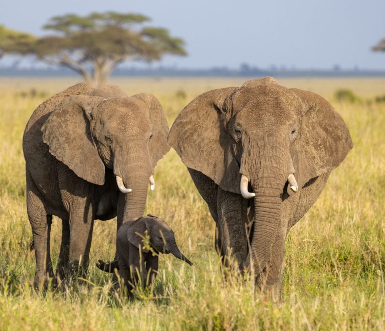 Amboseli Safari Rainy Season Prices: Save 15% to 40% -- Photo by Balazs Simon on Pexels