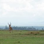 chyulu hills safari hiking: Trails, Wildlife & Tips -- Photo by Ken Mwaura on Pexels