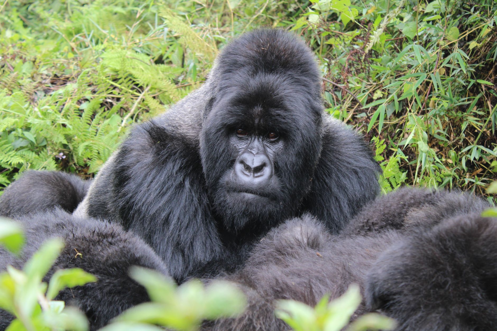 Volcanoes Gorilla Permit Discount: Save $450 in 2026 -- Photo by Ana Kenk on Pexels
